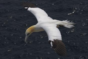About T.A.G. - Track a Gannet