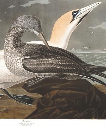 Gannet | John James Audubon's Birds of America