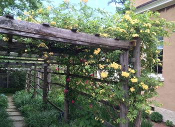 Garden | Tudor Place