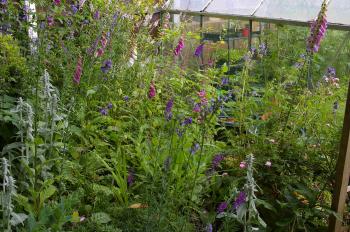 30 Fantastic Garden Flowers For Bees