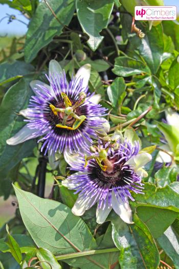 Passion flower (Passiflora) - My Perfect Garden