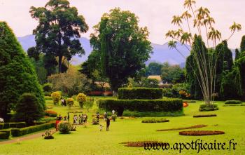 Ceylon, my cup of tea, Ayubowan ! - Apothecary's travel