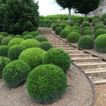 Buy Garden Plants online for the Garden from Gardening Express ...