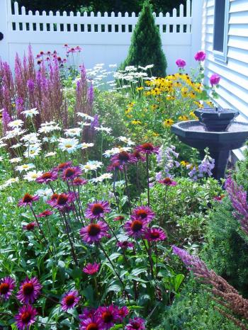 Cottage Garden Plants | HGTV