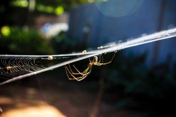 Garden Spider on Web in Close-up Photography