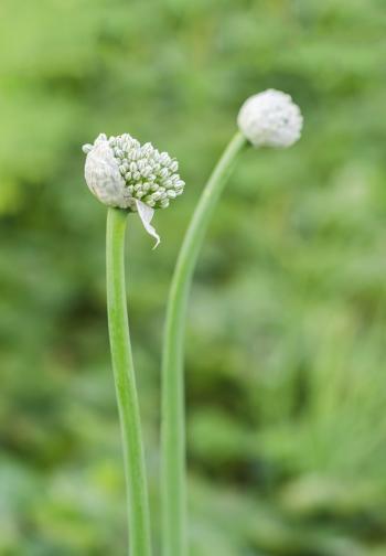 Do Garlic Plants Bloom: Learn About Garlic Plant Flowering
