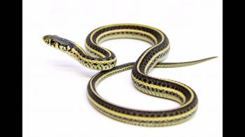 Plains Garter Snake - Video Learning - WizScience.com - YouTube