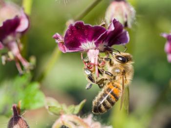 File:Bee gathering nectar.jpg - Wikimedia Commons