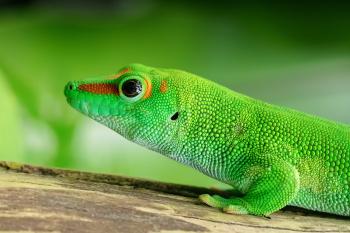 Gecko Lizard Free Photo - ISO Republic