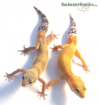 How to Tell If Your Lizard Is Ready to Shed