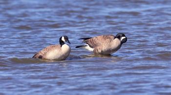 Pair of Canada Geese Washing and Preening Themselves on a Deep Blue ...