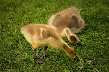 Geese Goslings