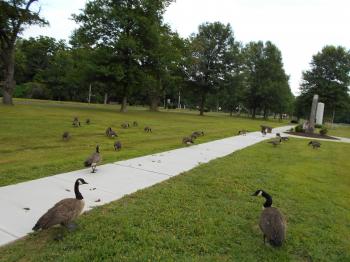 Geese in Bristol ct