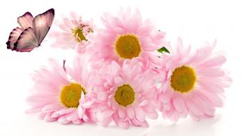 Aroma Tag wallpapers: Spring Aroma Flowers Nature Flower Phone ...
