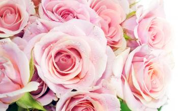 Bouquet of gentle pink roses HD Desktop Wallpaper | HD Desktop Wallpaper