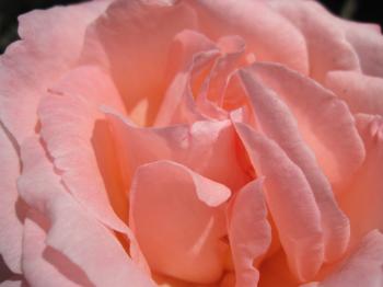 Gentle pink rose
