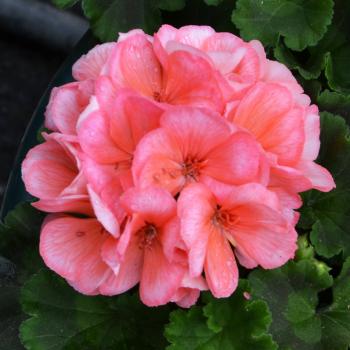 Geraniums - Homestead Gardens, Inc. | Homestead Gardens, Inc.