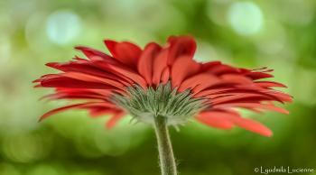 Gerber flower and stalk