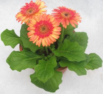 Buy Gerbera Double Petal (Mix) Color Flowering Plant Online at best ...