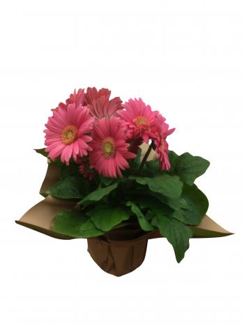 Masson Farms Of New Mexico - Gerbera Daisy