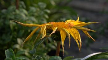 gerbera daisy in the vase Stock Video Footage - Videoblocks