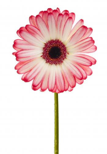 pink gerbera - Cerca con Google | tats | Pinterest | Tattoo, Flowers ...