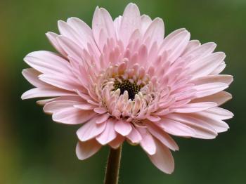 File:Gerbera at Kadavoor.jpg - Wikimedia Commons