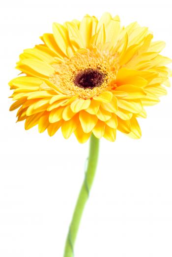 Gerbera flower