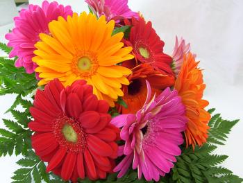 Gerberas Flower Stem As low as $1.99 per stem (Copy) – Olina Flowers ...