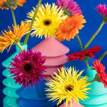 Breeding, selection and production gerberas | LG Flowers