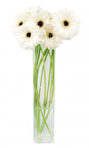 White Gerbera Daisies with Dark Centers - Gerbera Daisies - Wedding ...