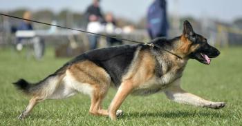 Freak accident ends Delaware German shepherd's run at Westminster