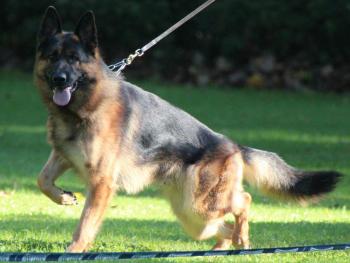 German shepherd dog and puppies breeder in Florida with pink papers