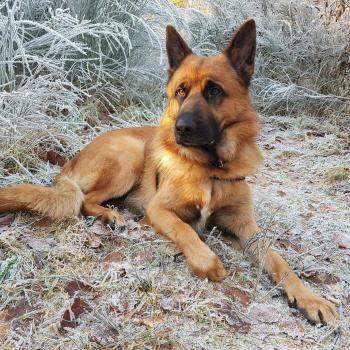 My beautiful German shepherd - Album on Imgur