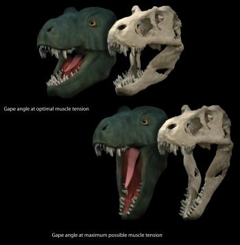 The better to eat you with? How dinosaurs' jaws influenced diet