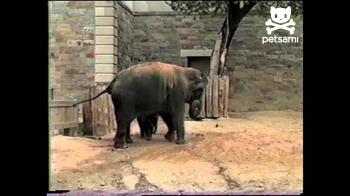 Giant elephant scared of tiny squirrel - YouTube