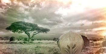 Giant Elephant