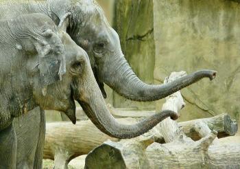 Giant Elephants