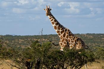 The World's Biggest Animals | KiwiReport