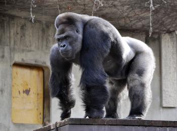 Giant male gorilla, named Shabani, weighing around 180kg, seen at ...