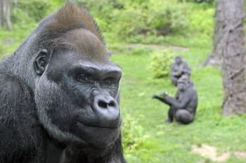 Our Gentle Giant | Wild View