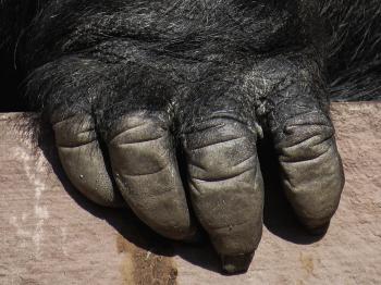 Giant Gorilla Hand