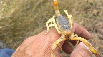 Giant Desert Hairy Scorpion, Hadrurus hirsutus, Cabo San Lucas ...