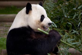Giant Panda - Zoo Atlanta