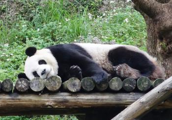 Taipei Zoo's giant panda Yuan Zai turns four | Taiwan News