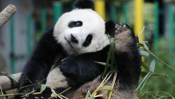 In China, giant pandas are fleeing their habitats because of horses ...