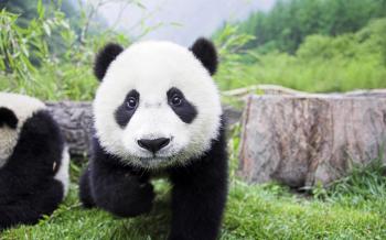 Giant Panda Drawing HD Wallpaper, Background Images