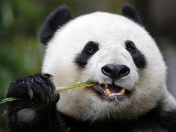 Giant panda and the Bamboo | pgcps mess - Reform Sasscer without delay.