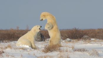 Giant Polar Bear