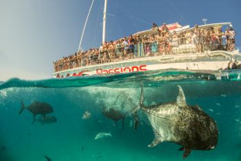 Giant Trevally (GT for short!) - Passions Of Paradise